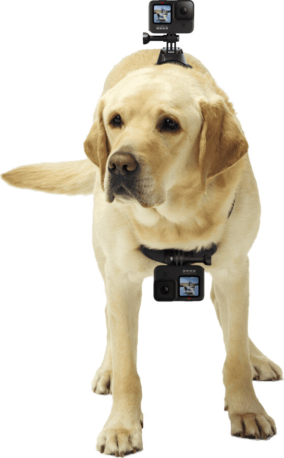 Gopro - Fetch