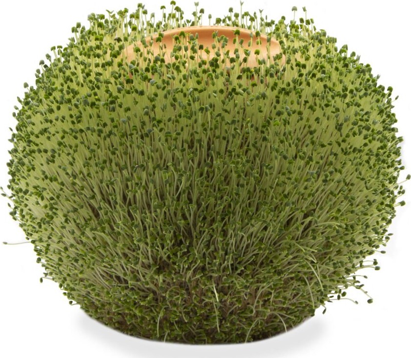 Mikamax Green Orb Terracotta Planter Se tilbud og køb på Gucca.dk