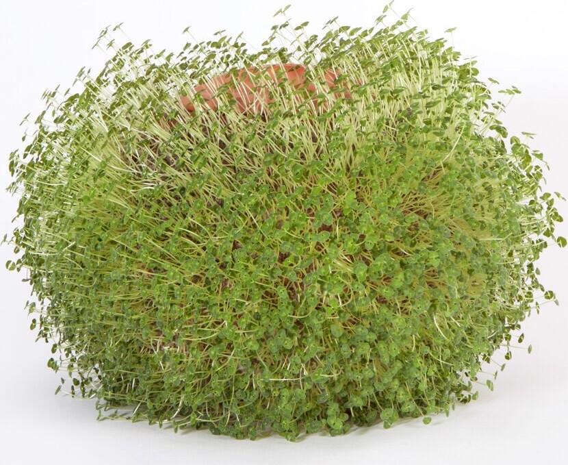 Mikamax Green Orb Terracotta Planter Se tilbud og køb på Gucca.dk