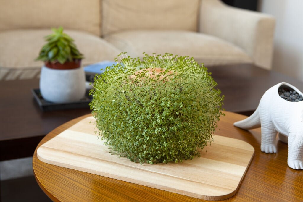 Mikamax Green Orb Terracotta Planter Se tilbud og køb på Gucca.dk