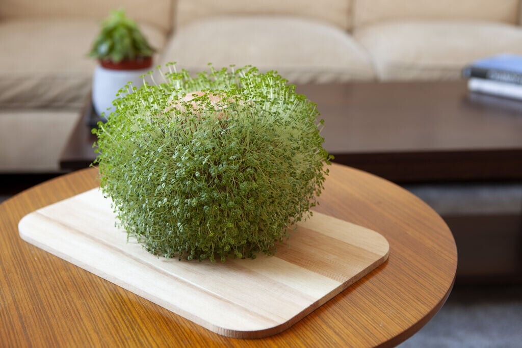 Mikamax Green Orb Terracotta Planter Se tilbud og køb på Gucca.dk