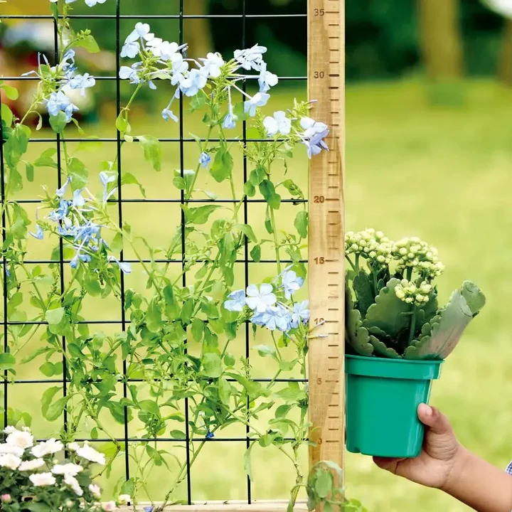 Hape - Grow Play Pottebord