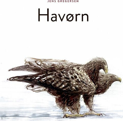 Havørn