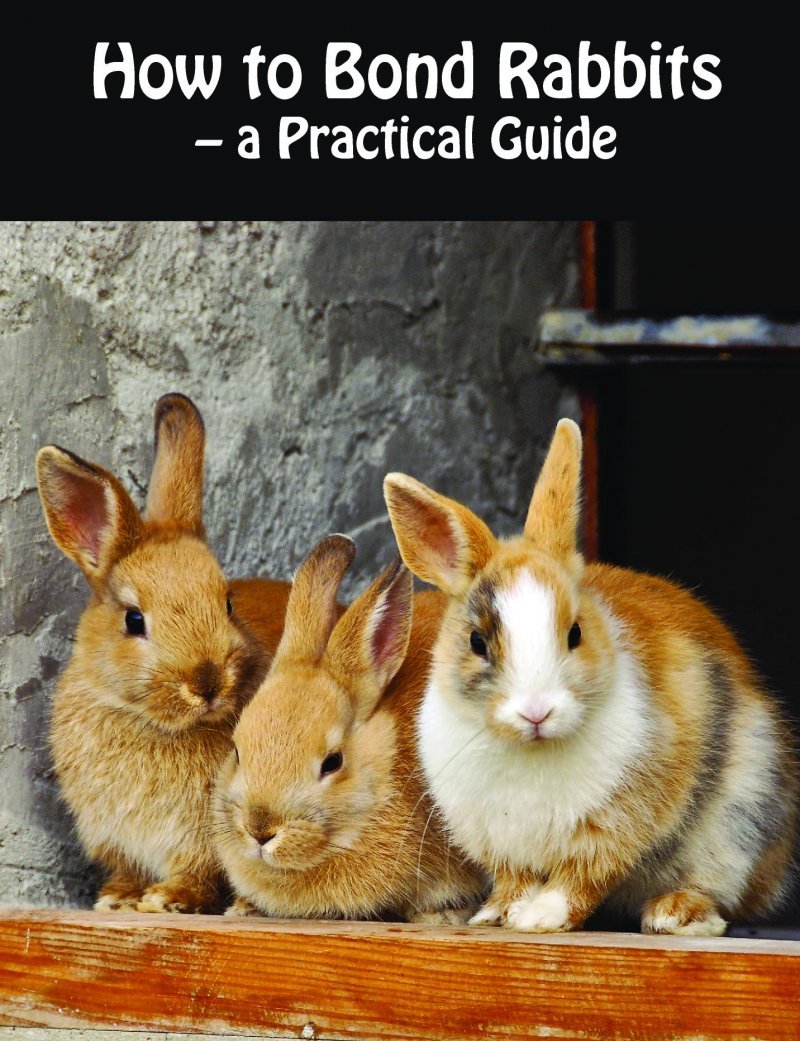 How To Bond Rabbits A Practical Guide af Rebekka Faial Paperback