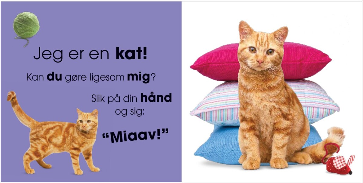 Hvem Er Jeg Kæledyr