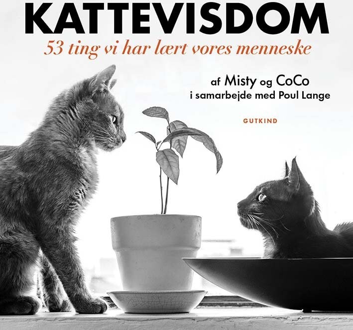 Kattevisdom