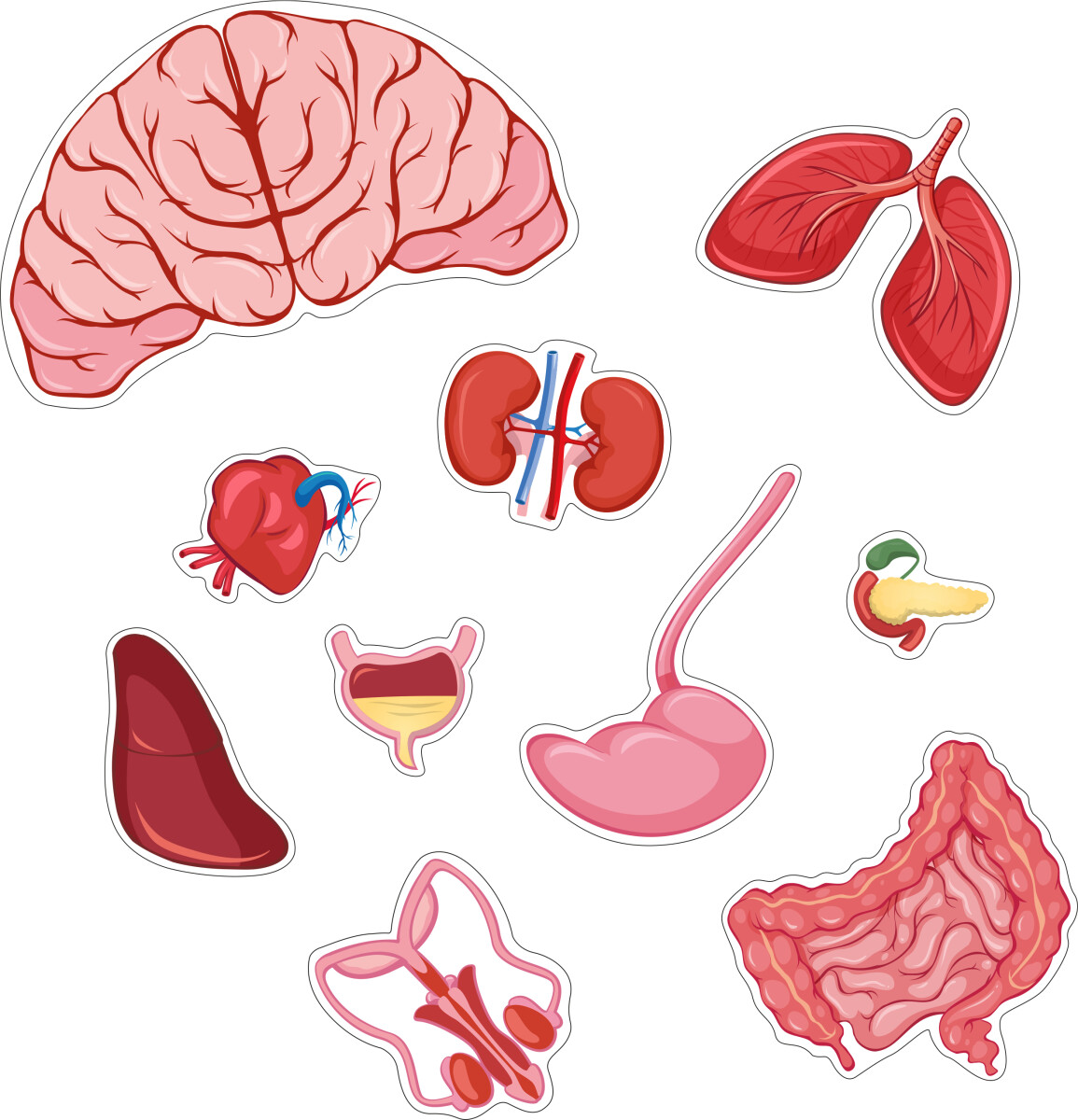 Gulvpuslespil Om Kroppen - Dreng