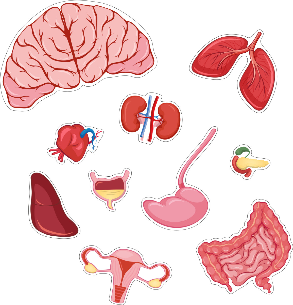 Gulvpuslespil Om Kroppen - Pige