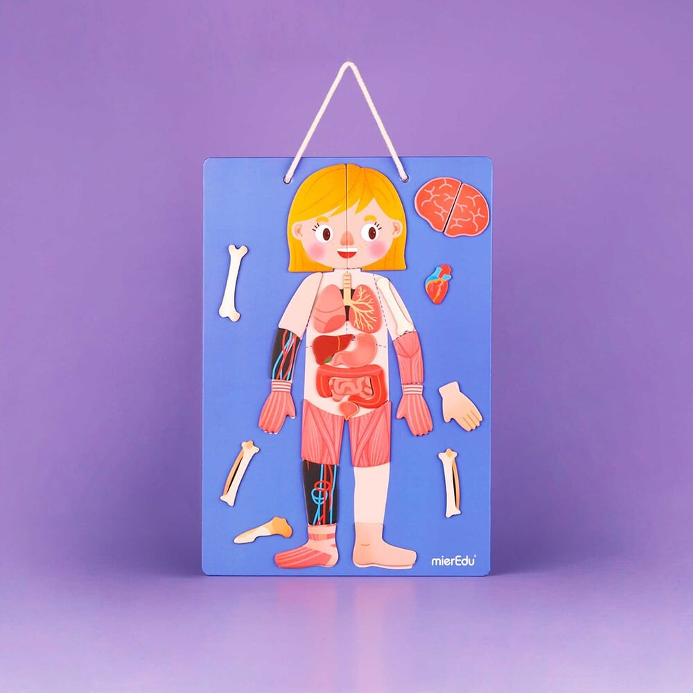 Magnetisk Legetøj - Lær Om Kroppens Funktioner - Mieredu