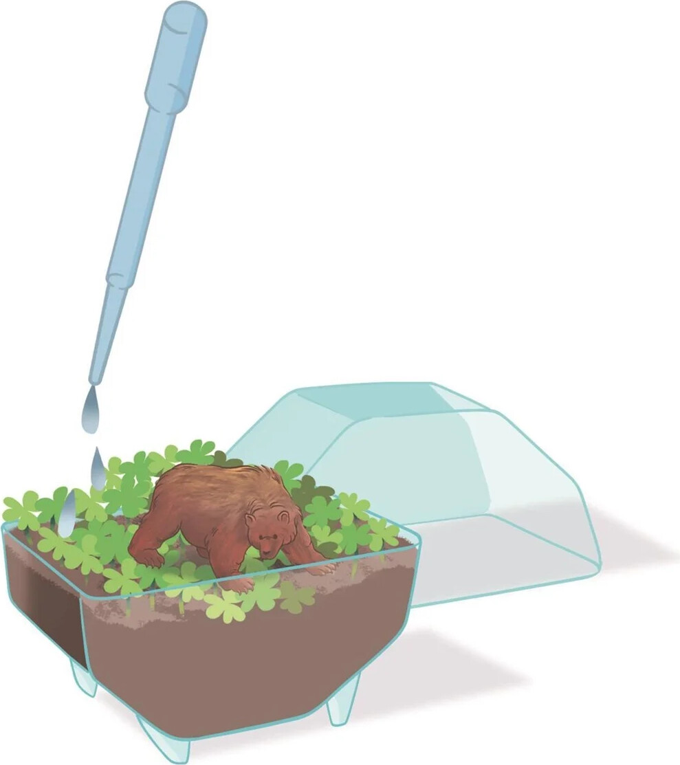 Clementoni - Science Play - My Wild Terrarium - Bear