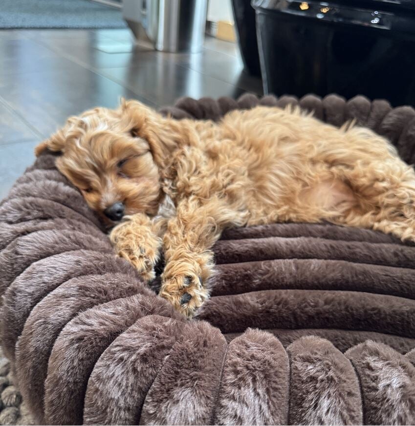 Nordic Paws - Ripple Comfort Dog Bed - Espresso - L 100 X 22 5 Cm