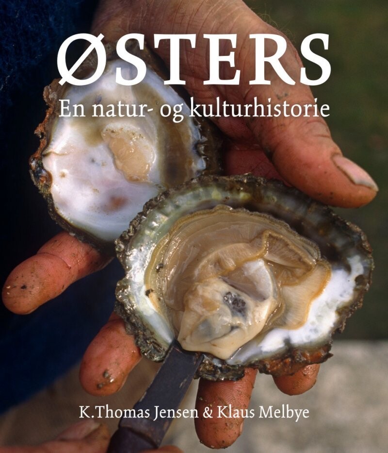 Østers