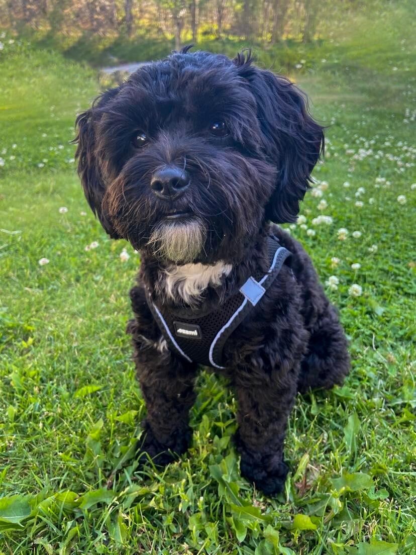 Hundesele - Air-Mesh - Ozami - Sort - Str Xxs