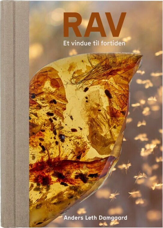 Rav - Et Vindue Til Fortiden