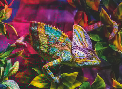 Ravensburger Puslespil - Kamæleon - 500 Brikker