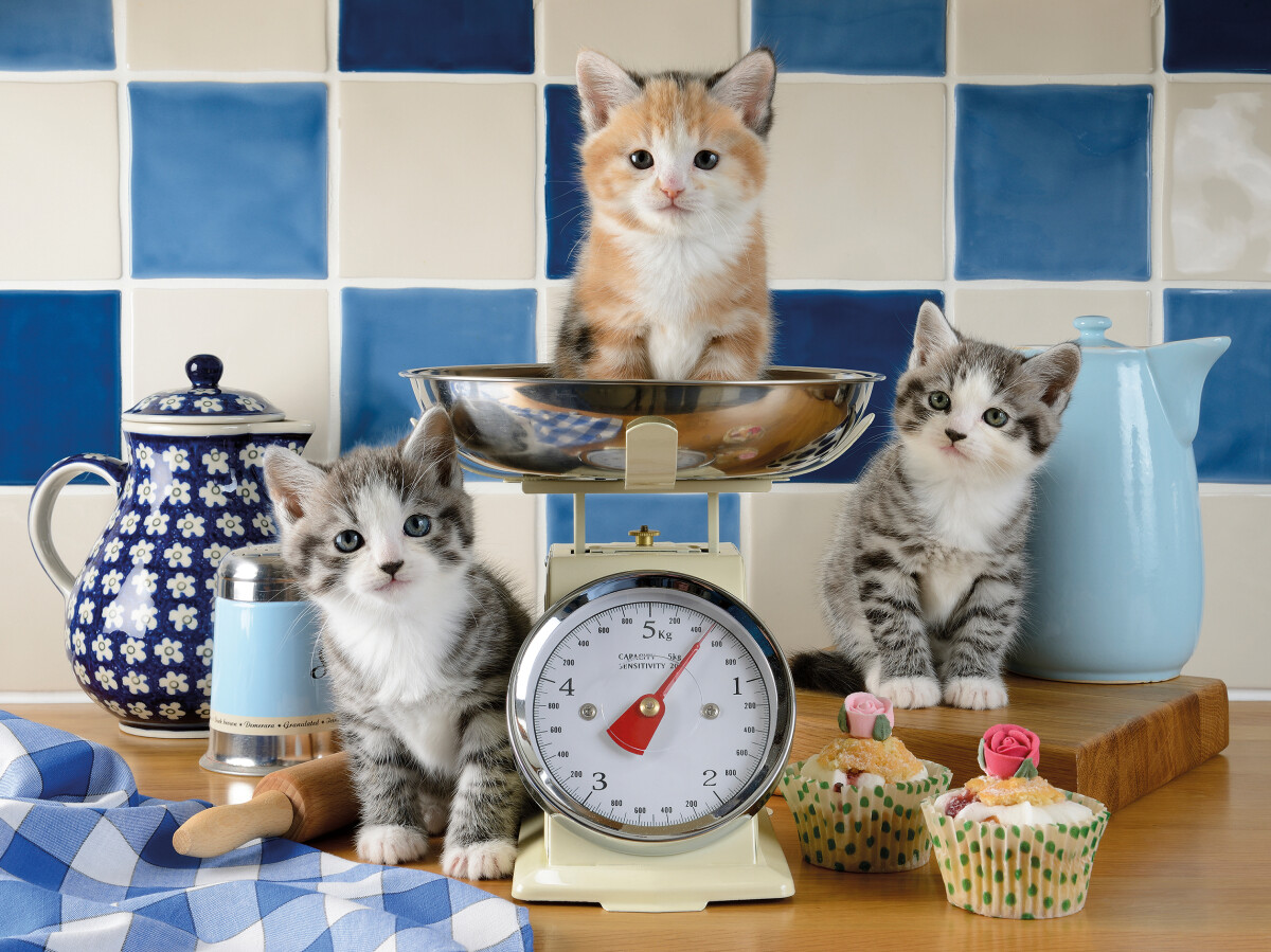 Ravensburger - Cute Cats Puzzle - 1500 Brikker - Katte