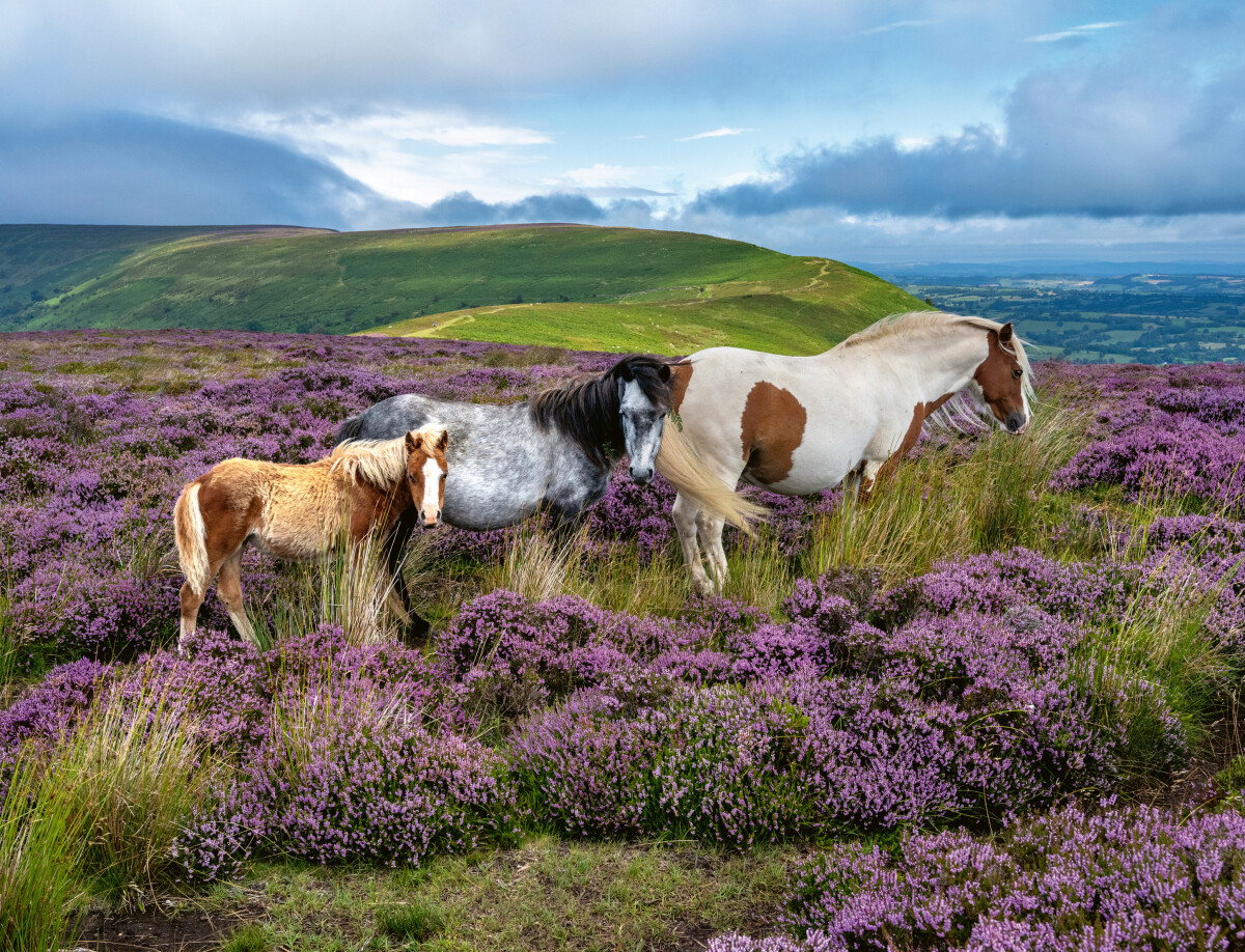 Ravensburger - Wild Horses - Heste Puslespil - 2000 Brikker
