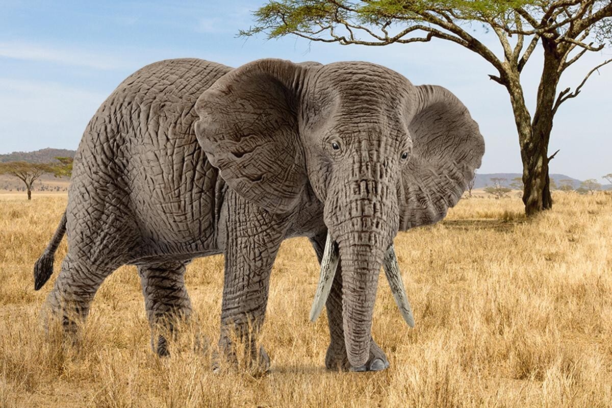 Schleich 14761 - Elefant - Afrikansk Hun - Wild Life