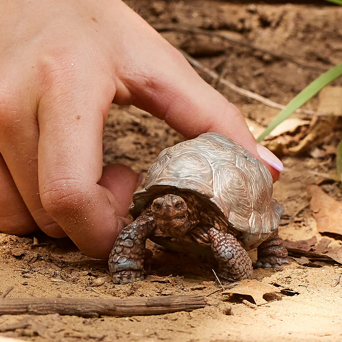 Schleich 14824 - Kæmpe Skildpadde - Wild Life