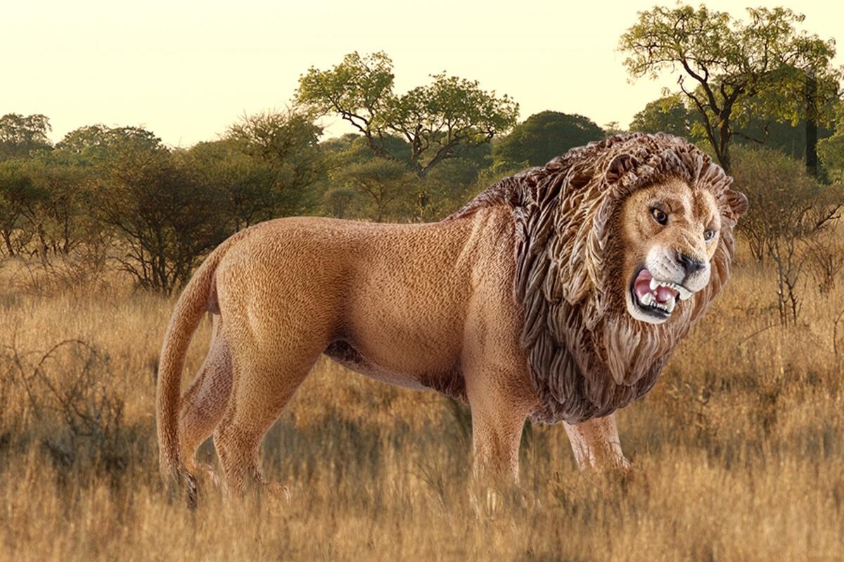 Schleich 14726 - Løve - Brølende - Wild Life