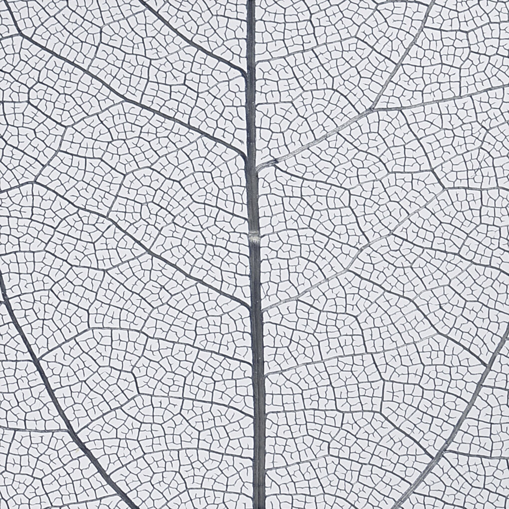 Skeletblade - L 6-8 Cm - Blå - 20 Stk