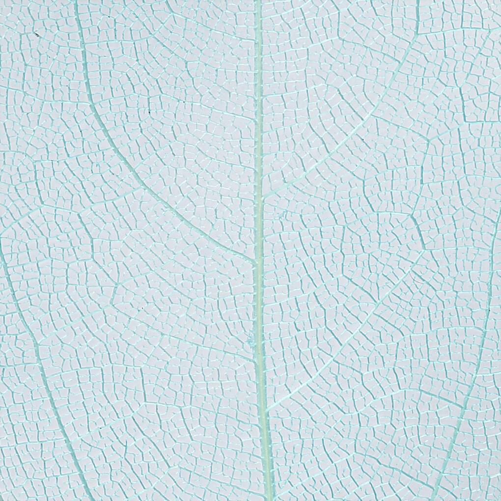 Skeletblade - L 6-8 Cm - Lyseblå - 20 Stk