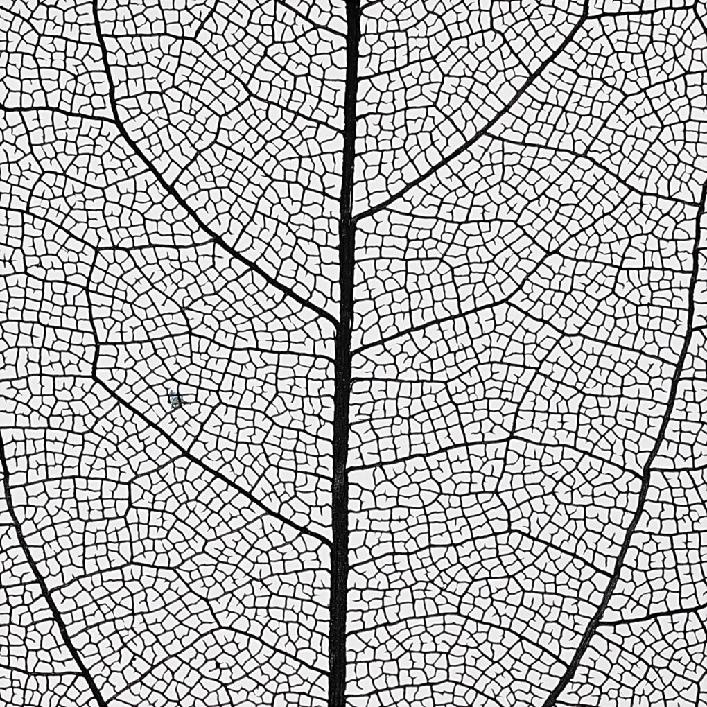 Skeletblade - L 6-8 Cm - Sort - 20 Stk