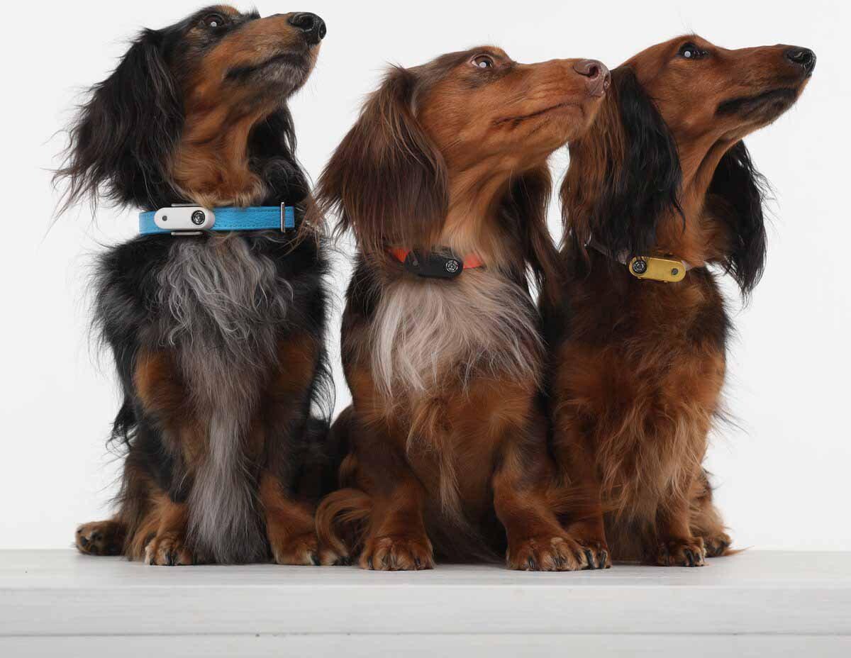 Tickless - Pet Mini Orange Opladelig