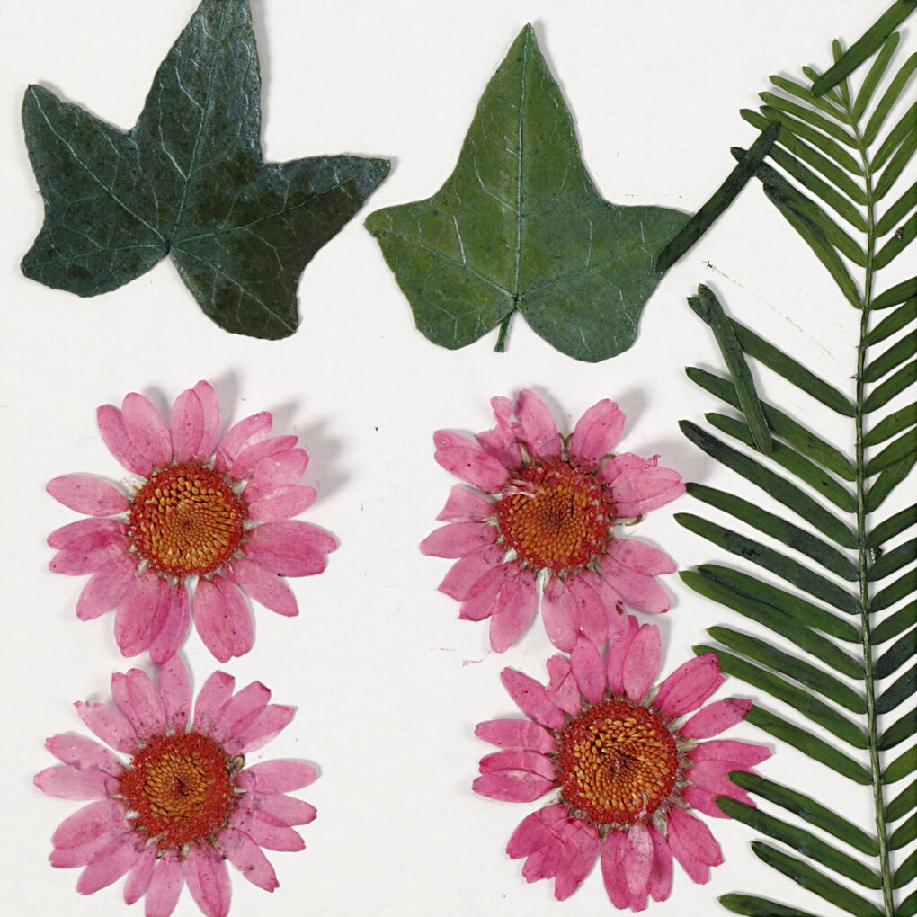 Tørrede Blomster Og Blade - Lyserød