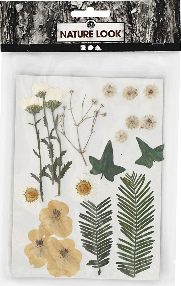 Tørrede Blomster Og Blade - Råhvid
