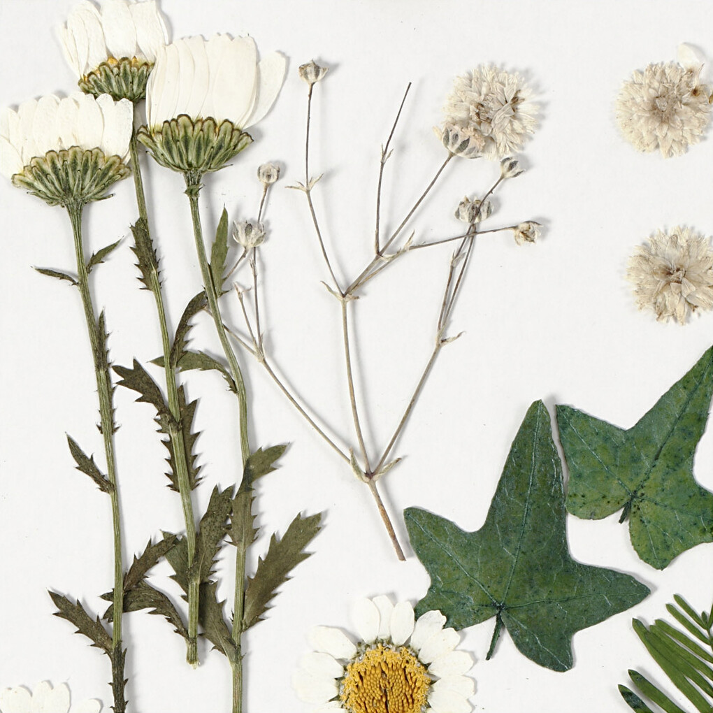 Tørrede Blomster Og Blade - Råhvid