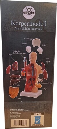 Torso Anatomi 15 Dele