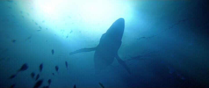 Under The Waves