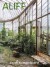 Aliff