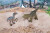 Animal Planet - 3D Rygsæk Med Dyr - Dinosaur