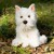 Animigos - World Of Nature Westie Hund
