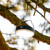 Aqiila - Lightbird Bl10 - Campinglight With Powerbank