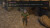 Azura S Crystal Import