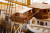 Billing Boats - Esmeralda 730 Special Edition - Wooden Hull - 1 100 - Bb730