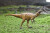 Tamiya 28501 - Fukuiraptor Dinosaur Modelbyggesæt I Plast - 1 35
