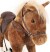 Babytrold - Hest - Felix