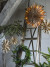 Bloomingville - Elijas Julestjerne Ornament Med Lys - Brun - Papir