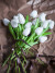 Bloomingville - Tulip Buket - Hvid - Kunstige Blomster