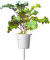 Click And Grow - Smart Garden Refill 3-Pack - Red Kale Sgr47X3