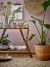 Creative Collection - Begonia Kande Til Vand - Grøn - Stentøj