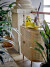 Creative Collection - Limone Citron Kande Til Vand - Gul - Stentøj