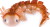 Crystalynx - Axolotl Assorterede I Assorteret