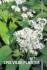 Danmarks Natur - Spis Vilde Planter