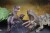 Dinosaurs Plants Small Size 2 - Assorteret