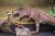 Dinosaurs Plants Small Size 2 - Assorteret